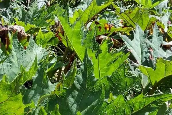 大黄是什么植物，是大黄属多年生草本植物的统称