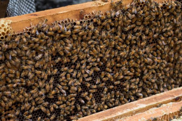 怎么快速解除分蜂热，这5个方法都有效