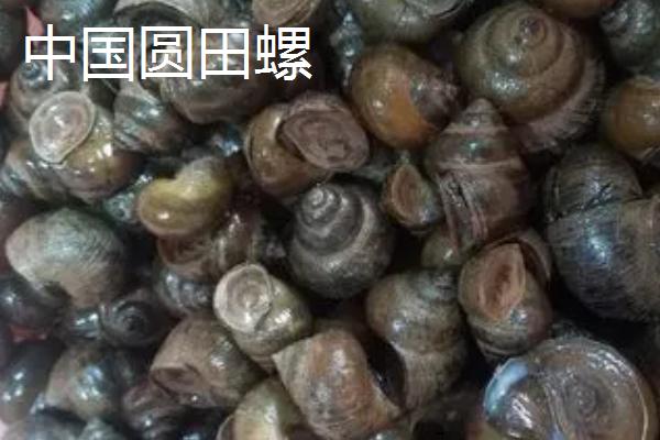 大枇杷螺的产地，产地在东亚、日本南部、台湾