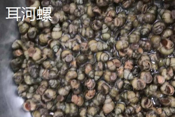 大枇杷螺的产地，产地在东亚、日本南部、台湾