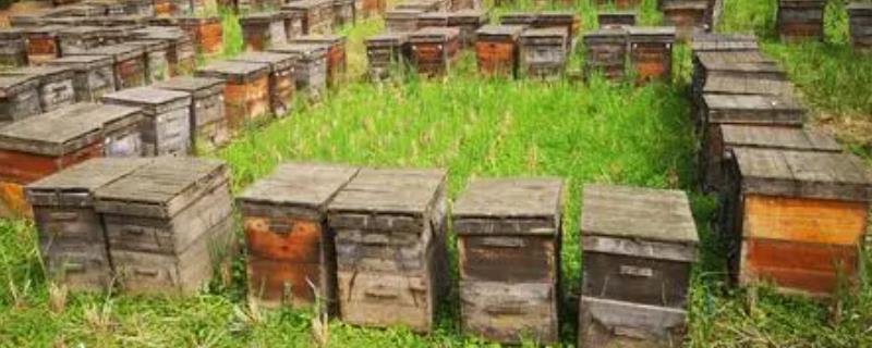 养蜂所需工具，备好蜂箱是最基本的要求