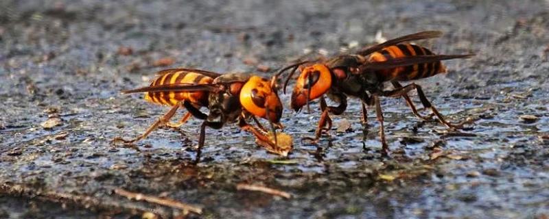 人头蜂是什么蜂种，是民间对某些剧毒胡蜂的俗称