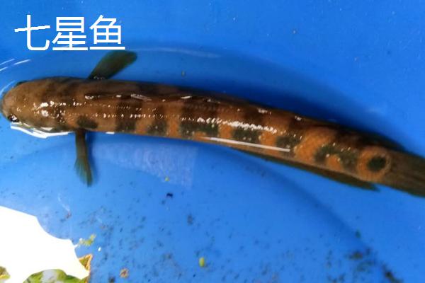 七星鱼的寿命，一般可存活10-15年