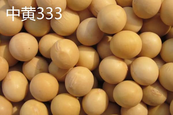 适合北京种植的大豆品种，常见这6种