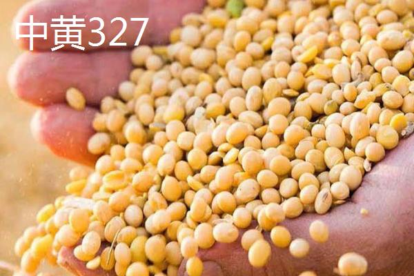 适合北京种植的大豆品种，常见这6种
