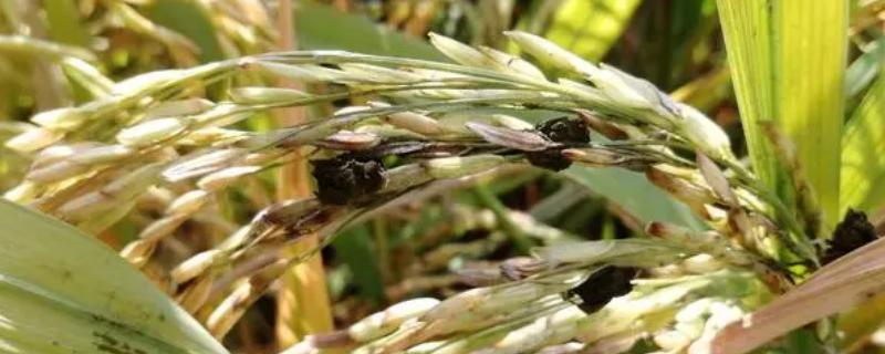 水稻稻曲病的发病原因，遭遇不良气候或田间管理不当均会导致