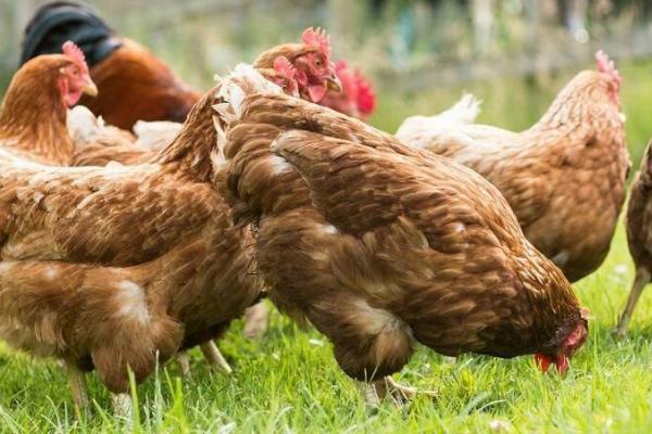 养鸡小散户是否会被淘汰，随着养鸡场规模化发展、散户可能会逐渐消失