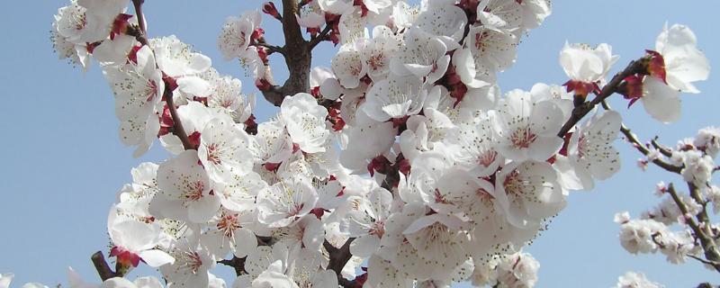 杏花开放的节气，最早开放节气为雨水