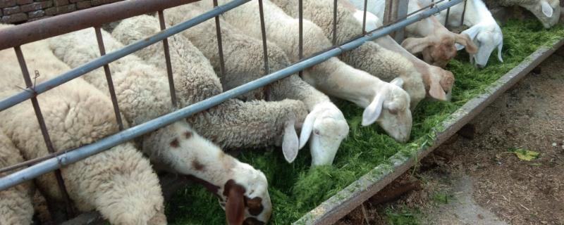 养羊能不能赚钱，主要取决于养殖技术、市场行情等条件