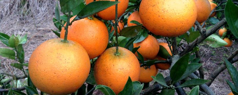 血橙的种植技术，通常在9-11月或2-3月栽植