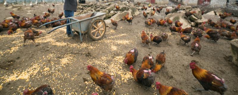 养鸡小散户是否会被淘汰，随着养鸡场规模化发展、散户可能会逐渐消失