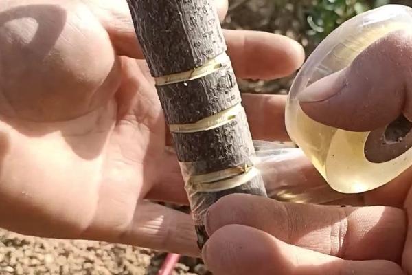 枣树环割时间和方法，在盛花期初期或盛花期进行