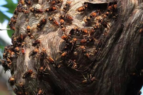 细腰蜂会在哪里筑巢，繁殖期喜欢在墙缝等位置筑窝