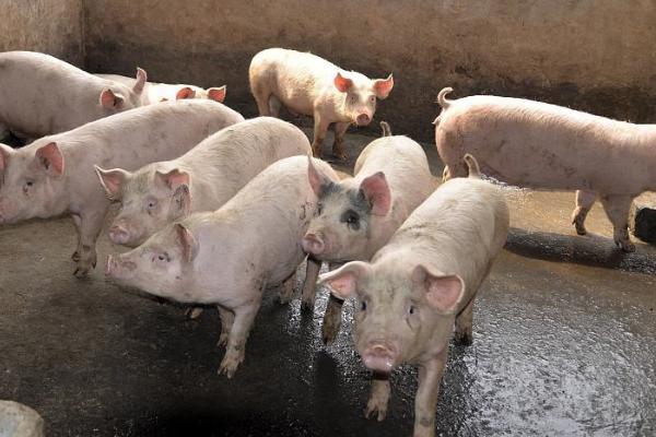 怎么防治猪口蹄疫，需避免在疫情发生区购买种猪