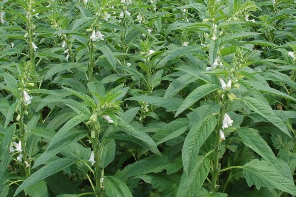 芝麻缺素症状，缺锌会导致植株矮小