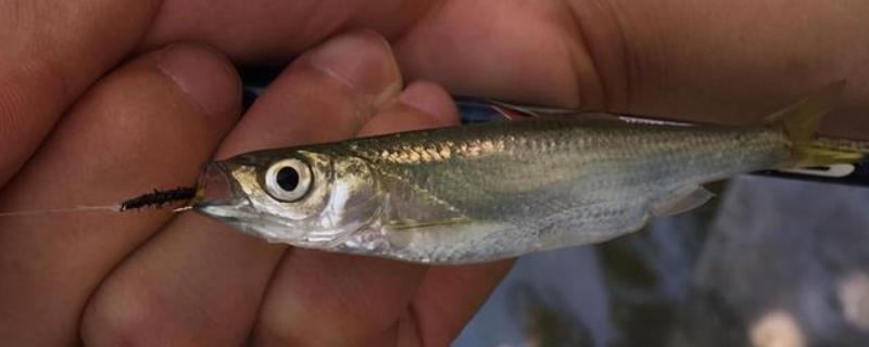 串钩钓白条鱼适合用哪种饵料，可使用蚯蚓、红虫、商品饵、自制饵