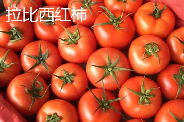 优质西红柿种类，有些品种单果重165克以上