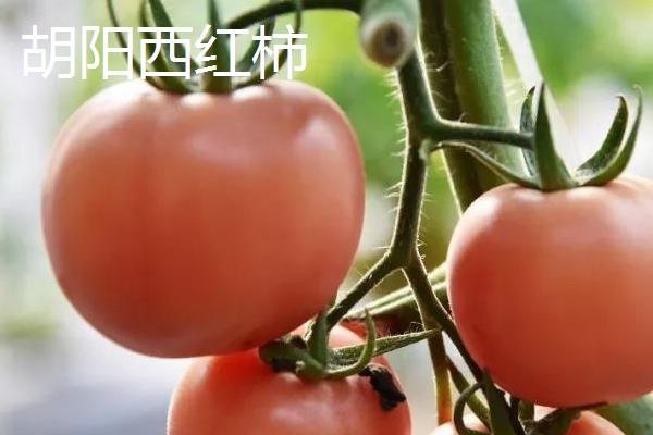 优质西红柿种类，有些品种单果重165克以上