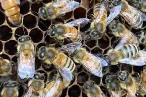 哪些蜜蜂产出的蜂蜜品质最好，包括中蜂、意蜂、黑蜂等品种