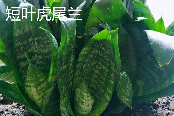 虎尾兰品种介绍，包括金边虎尾兰、短叶虎尾兰、圆叶虎尾兰等品种