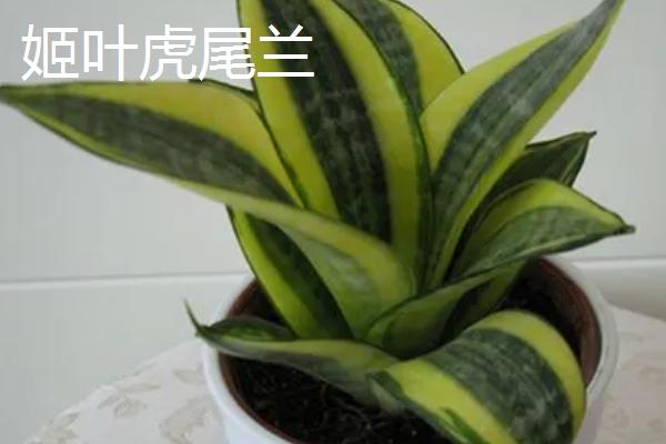 虎尾兰品种介绍，包括金边虎尾兰、短叶虎尾兰、圆叶虎尾兰等品种
