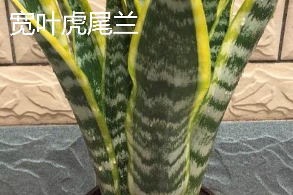 虎尾兰品种介绍，包括金边虎尾兰、短叶虎尾兰、圆叶虎尾兰等品种