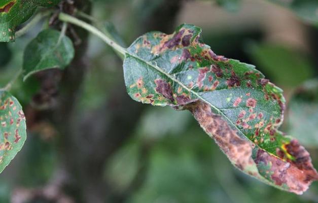 苹果黑星病介绍，主要危害叶片和果实