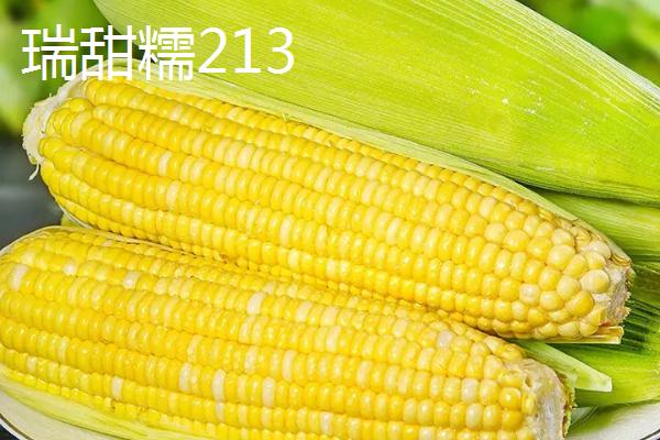 有哪些品质好的鲜食玉米品种，瑞甜糯213、农科糯336、京科糯768等品种均是良种