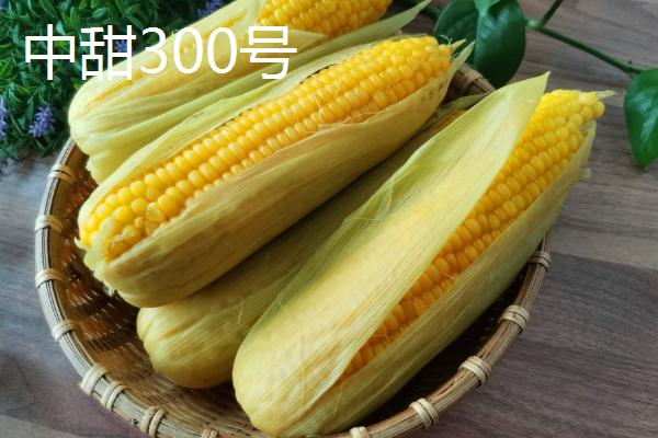 有哪些品质好的鲜食玉米品种，瑞甜糯213、农科糯336、京科糯768等品种均是良种