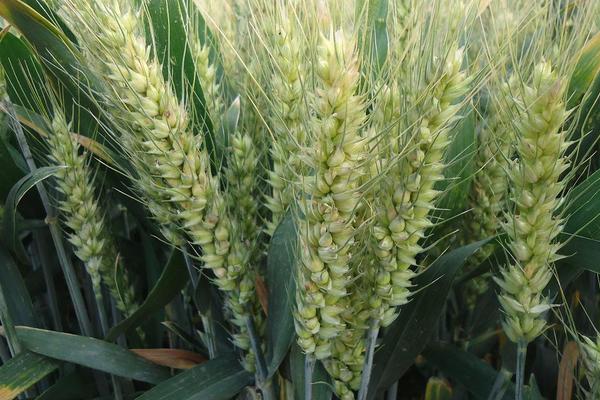 津麦0118小麦种子特征特性，中抗白粉病