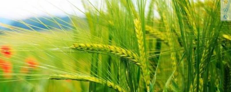 沧麦17小麦品种简介，该品种属半冬性中熟抗旱品种