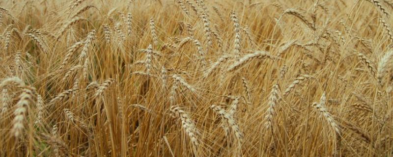 道育9001小麦品种的特性，播种量13～18千克/亩