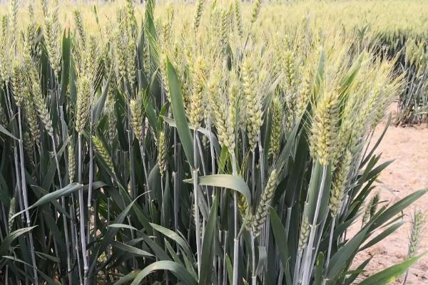 联麦72小麦种简介，适宜等行距15厘米全密播种