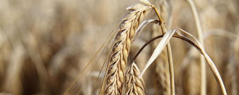 金钻九号小麦种子简介，该品种属冬性早熟品种