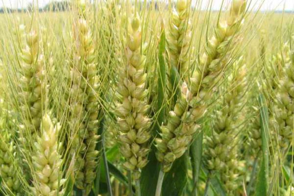 联麦72小麦种简介，适宜等行距15厘米全密播种