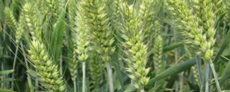 农大179小麦种子简介，足墒播种