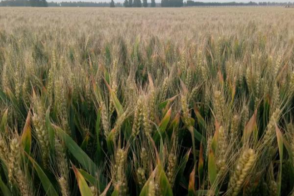 众岱100小麦种简介，每亩适宜基本苗20～22万