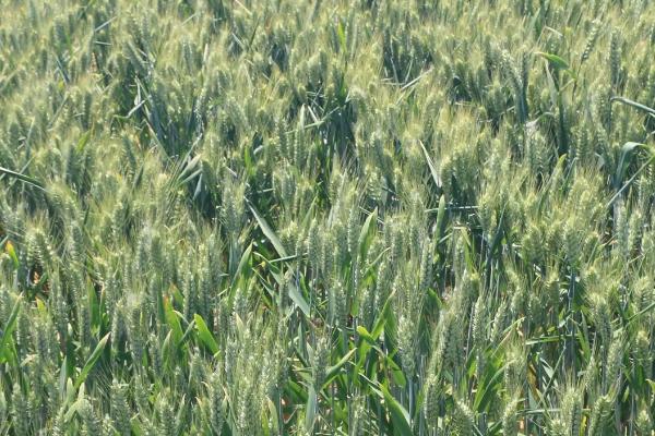 JT1605小麦种简介，小穗密度较密。白粒、椭圆形