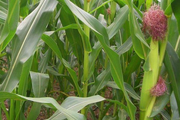 稼农3108玉米种子特点，密度4000—4500株/亩
