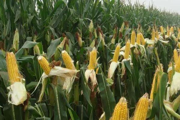 稼农3108玉米种子特点，密度4000—4500株/亩