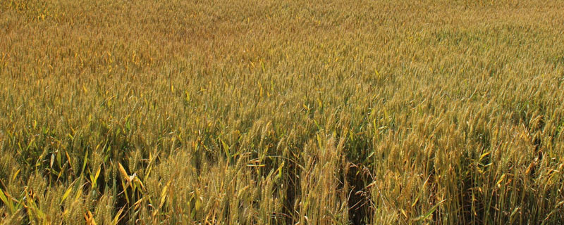 JT1605小麦种简介，小穗密度较密