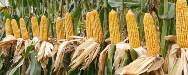 新农001玉米品种的特性，密度5000—5500株/亩