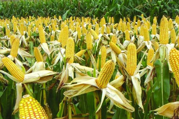 新农001玉米品种的特性，密度5000—5500株/亩