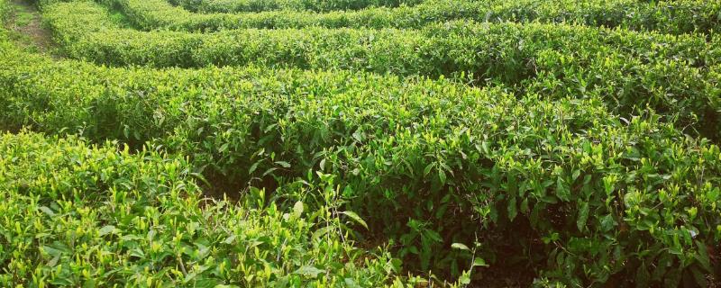 山地能赚钱的种植项目，可考虑种植茶叶、药材、蔬菜