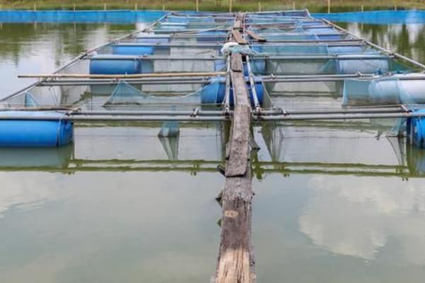 罗非鱼的网箱养殖技术，水温为24℃左右就可投放鱼种