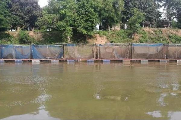罗非鱼的网箱养殖技术，水温为24℃左右就可投放鱼种
