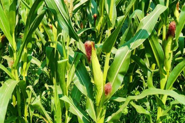 天翊16玉米品种简介，适宜播种期4月下旬—5月上旬
