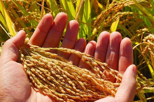 兴粳21号水稻品种的特性，粳型常规水稻品种