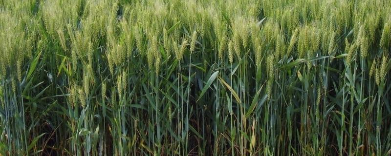 X294小麦品种的特性，4月下旬至5月上旬播种