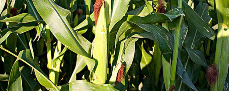 利禾801玉米品种的特性，中抗玉米螟（4.4MR）